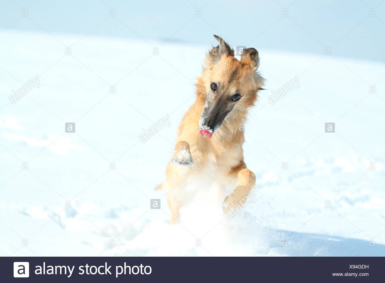 Whippet Running Stock Photos Whippet Running Stock Images Alamy