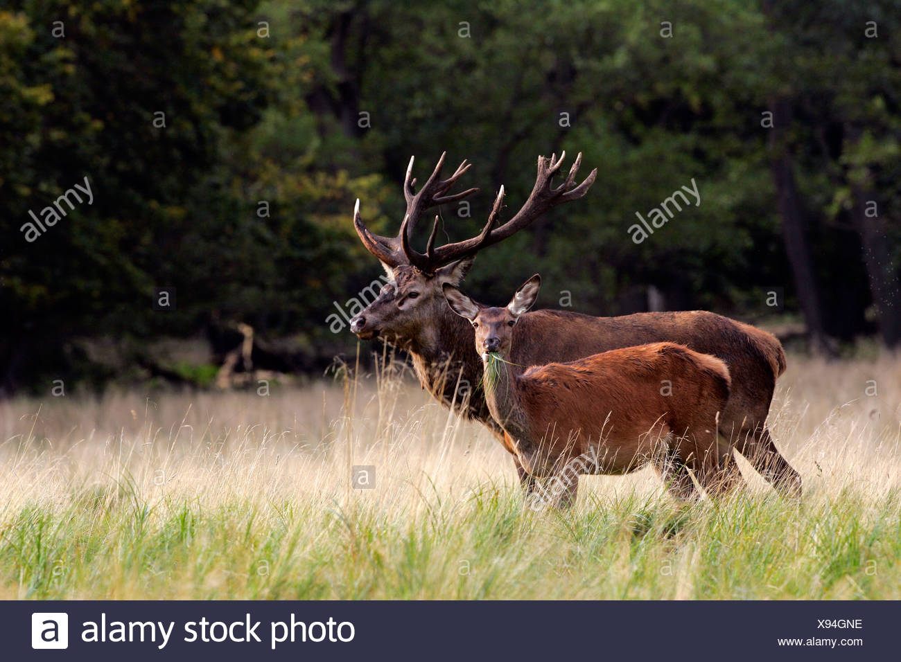 Red stag and hind during the rut - red deers in heat - behaviour - male and female (Cervus elaphus) Stock Photo