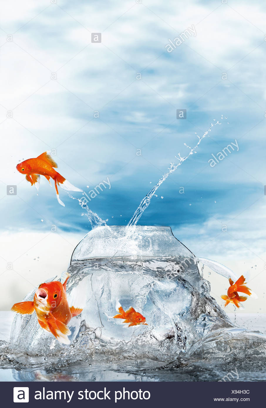 Fish Jumping Out Of Bowl Stock Photos & Fish Jumping Out Of Bowl Stock