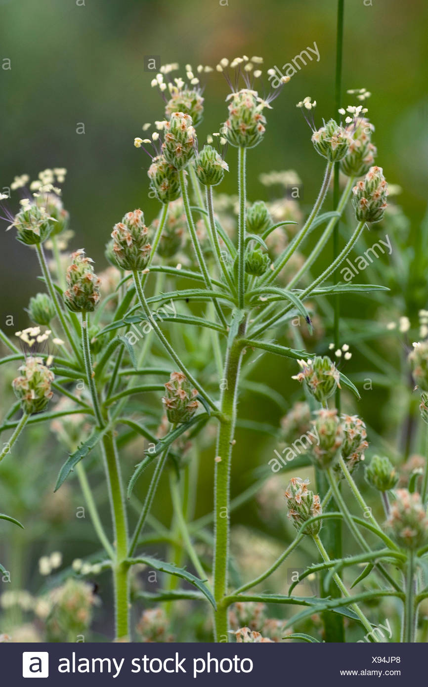 Plantago Psyllium High Resolution Stock Photography and Images - Alamy