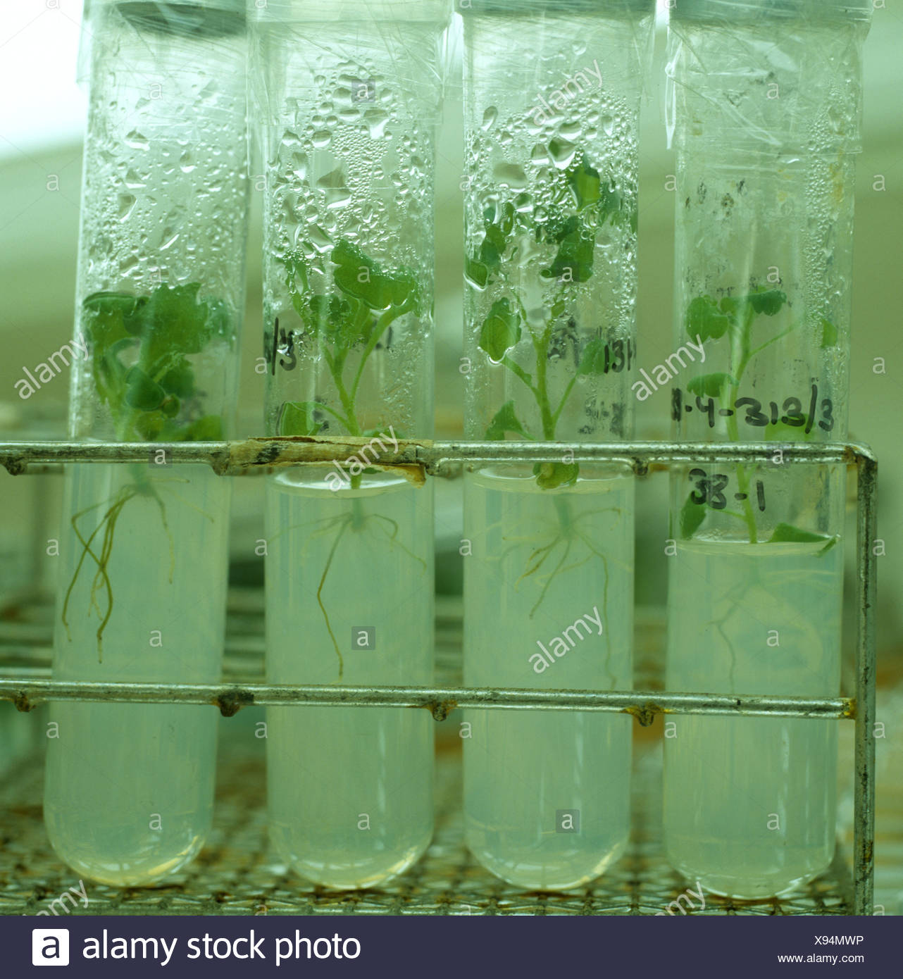 Micropropagation Stock Photos & Micropropagation Stock Images Alamy