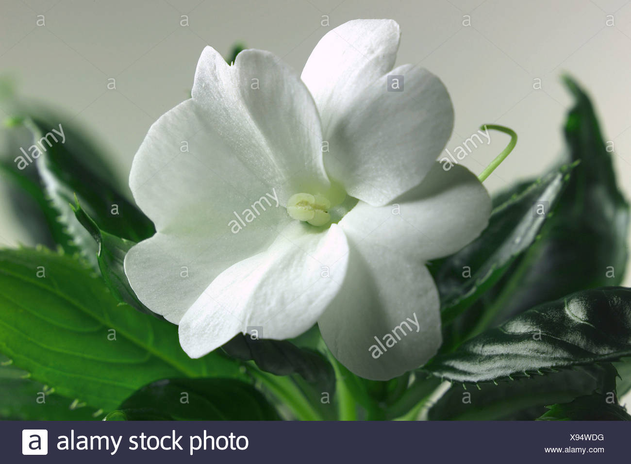 Busy Lizzie, Impatiens walleriana Stock Photo