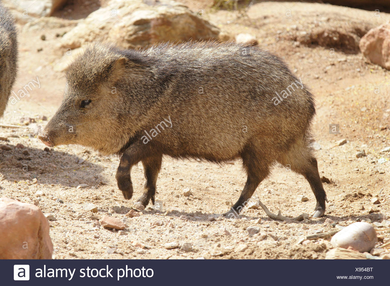 Javelina Arizona Stock Photos & Javelina Arizona Stock Images Alamy