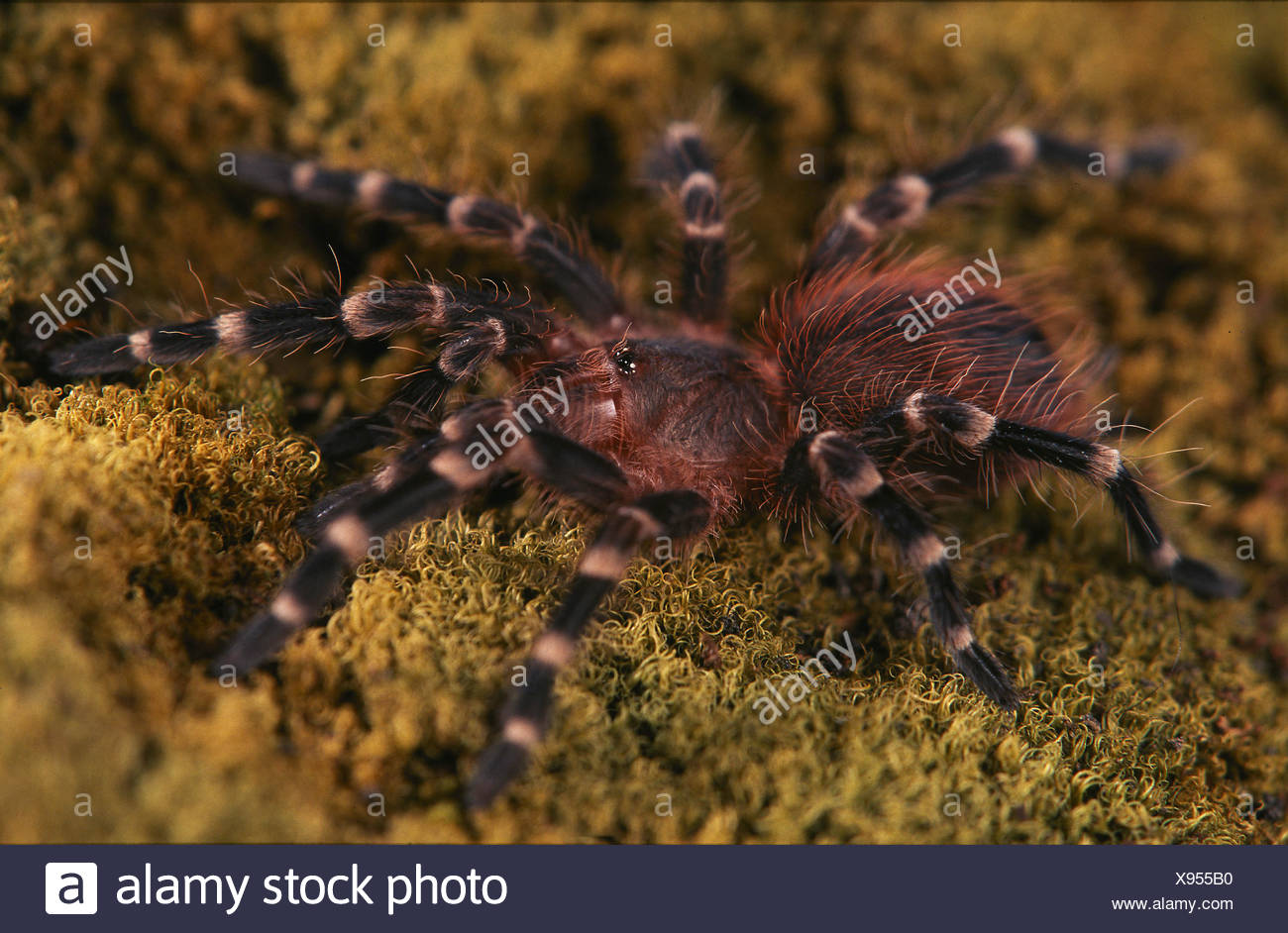 Tarantula Spider Vogelspinne Stock Photo Alamy