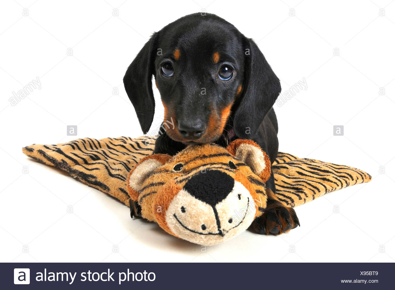 cuddly sausage dog