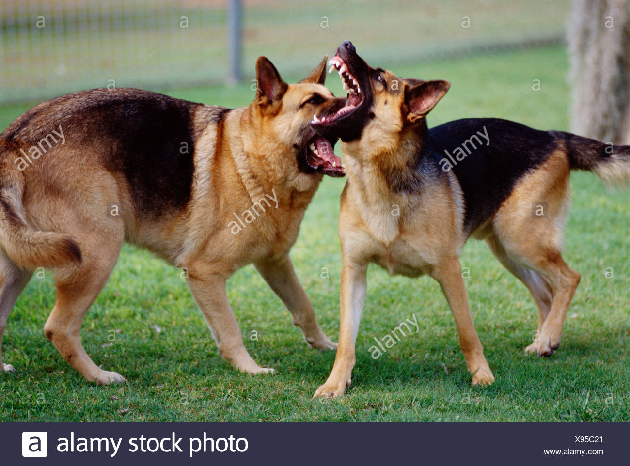 german shepherd fighting