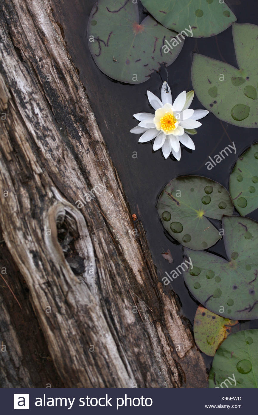 Water Lily Pond Lily Nymphaea Spec Flowering Canada Ontario