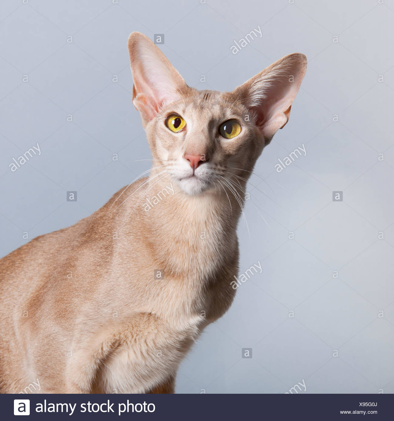 lavender oriental shorthair