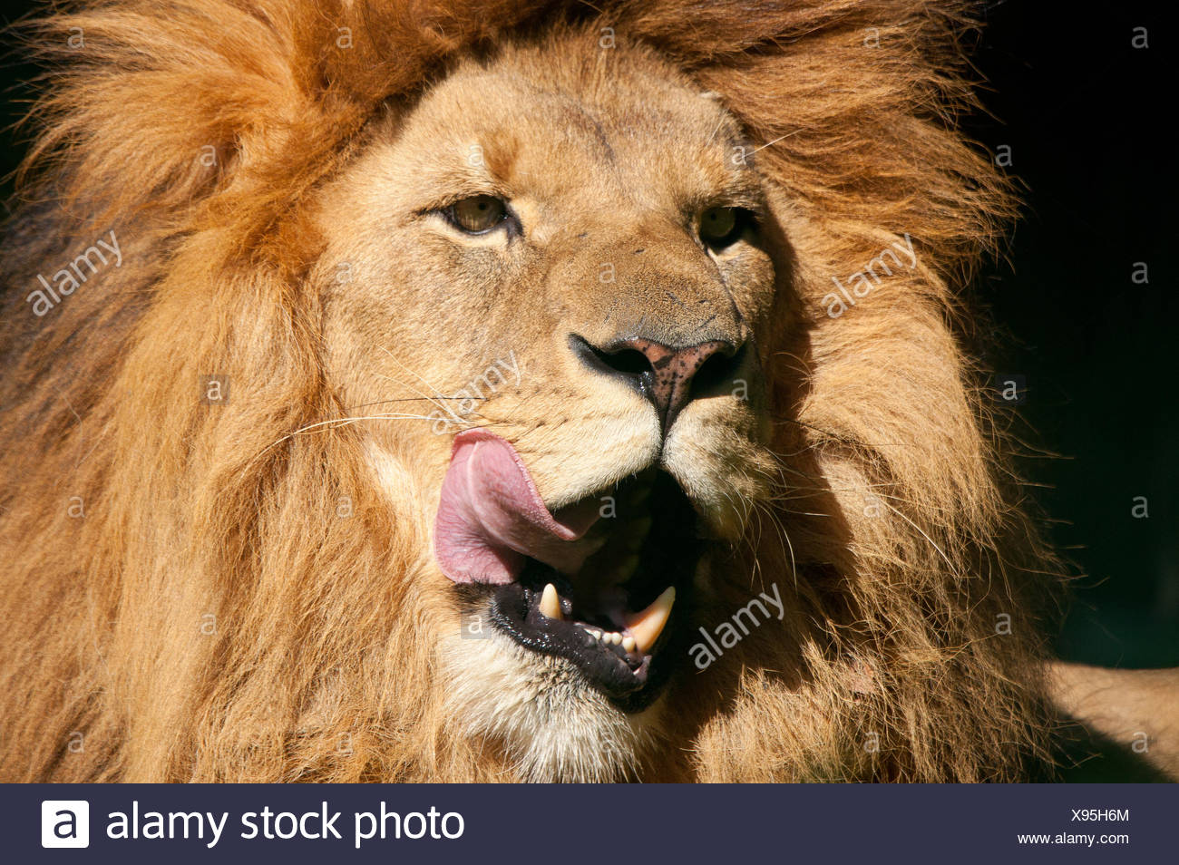 Hungry Lion High Resolution Stock Photography and Images Alamy