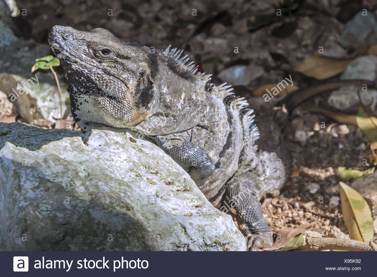 Squamate Reptiles High Resolution Stock Photography and Images - Alamy