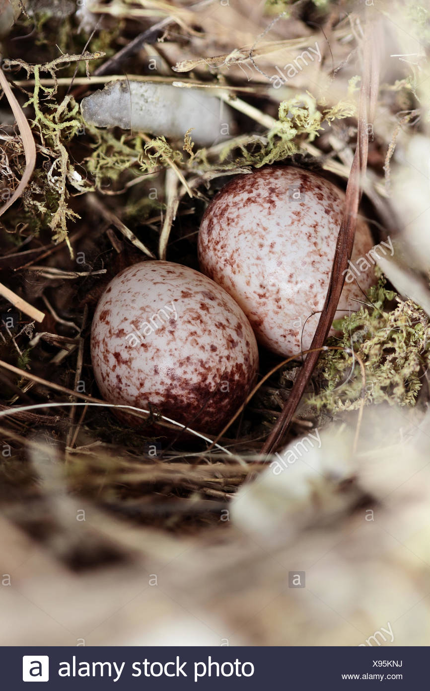 Wren Eggs High Resolution Stock Photography and Images Alamy