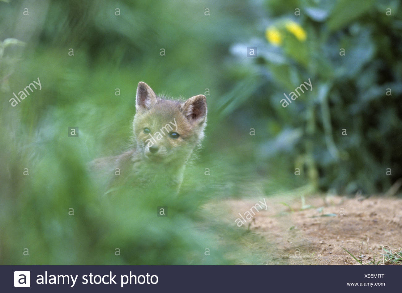 Foxs Burrow High Resolution Stock Photography and Images Alamy