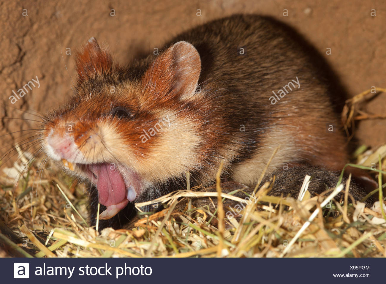 Common Hamster Black Bellied Hamster Cricetus Cricetus Yawning Female In Its Den Germany Stock Photo Alamy
