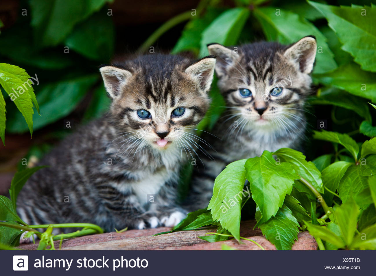 Two grey tabby domestic cats, kittens, North Tyrol, Austria, Europe Stock Photo