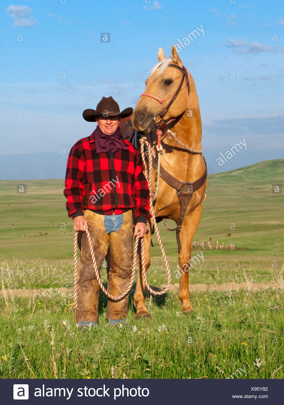 Livestock - A cowboy poses with his horse on a green prairie / Alberta, Canada. Stock Photo