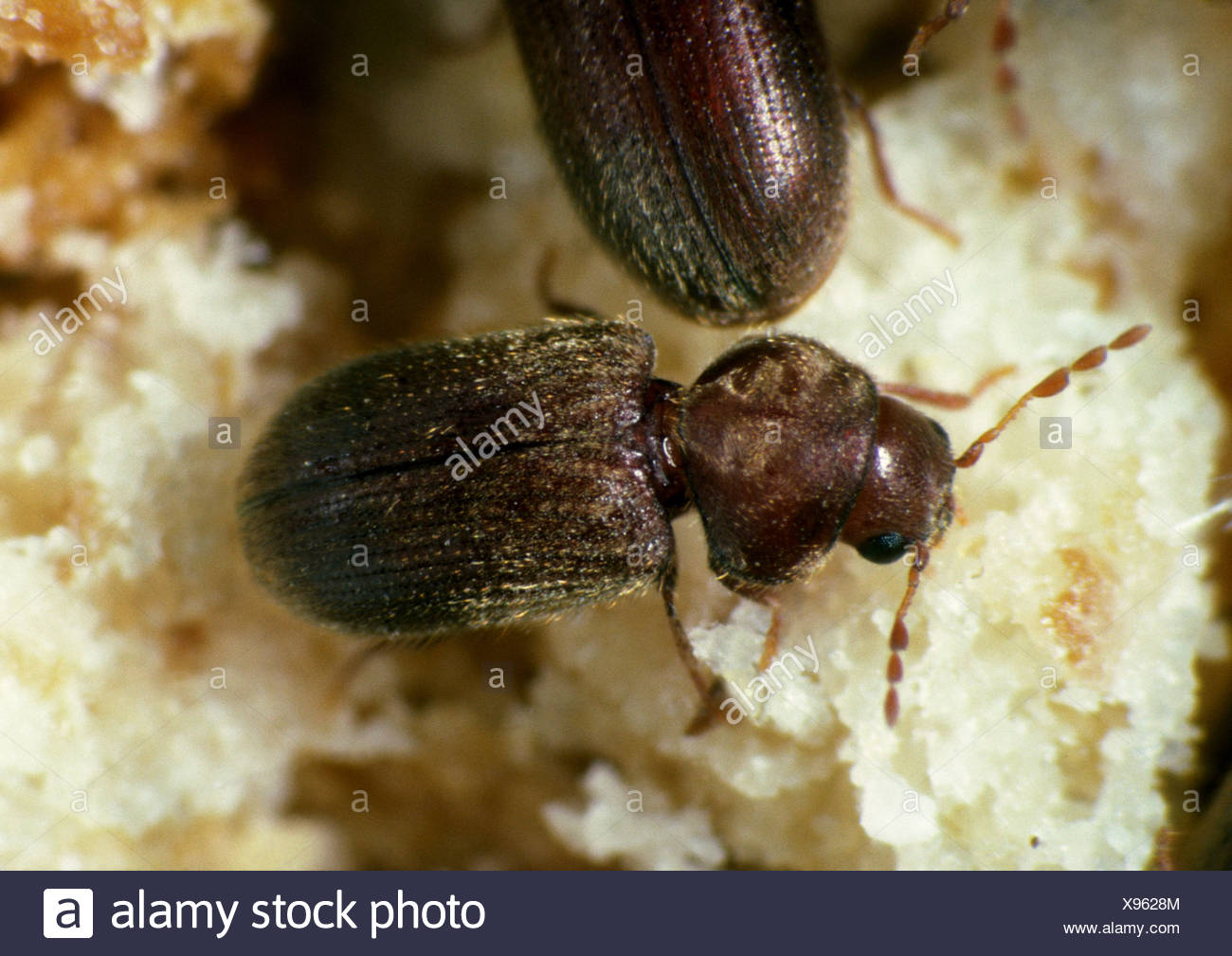 biscuit beetle flying flea biscuit beetle flying flea
