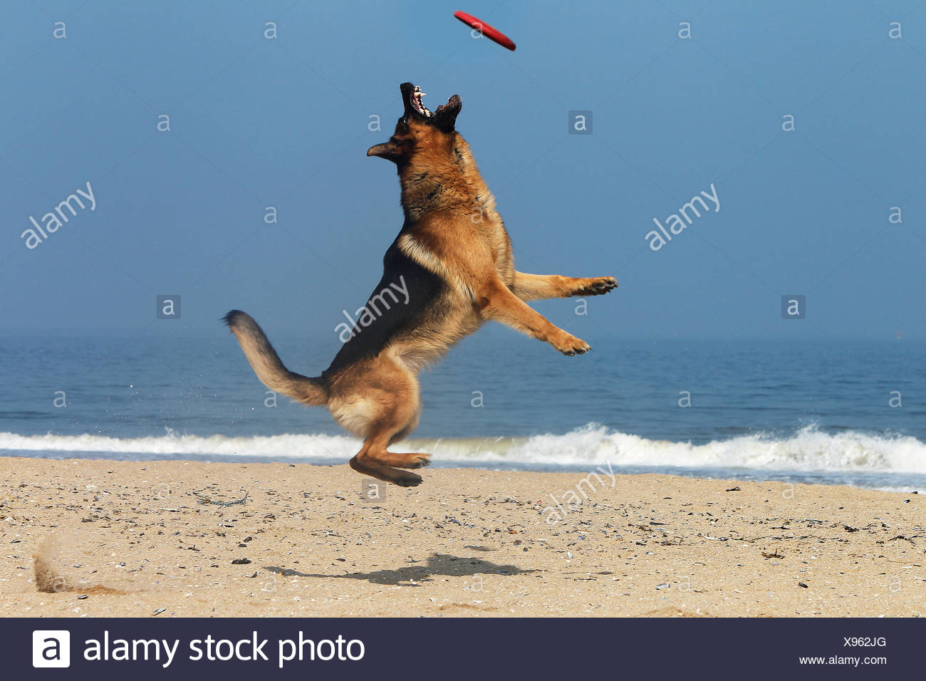 german shepherd frisbee