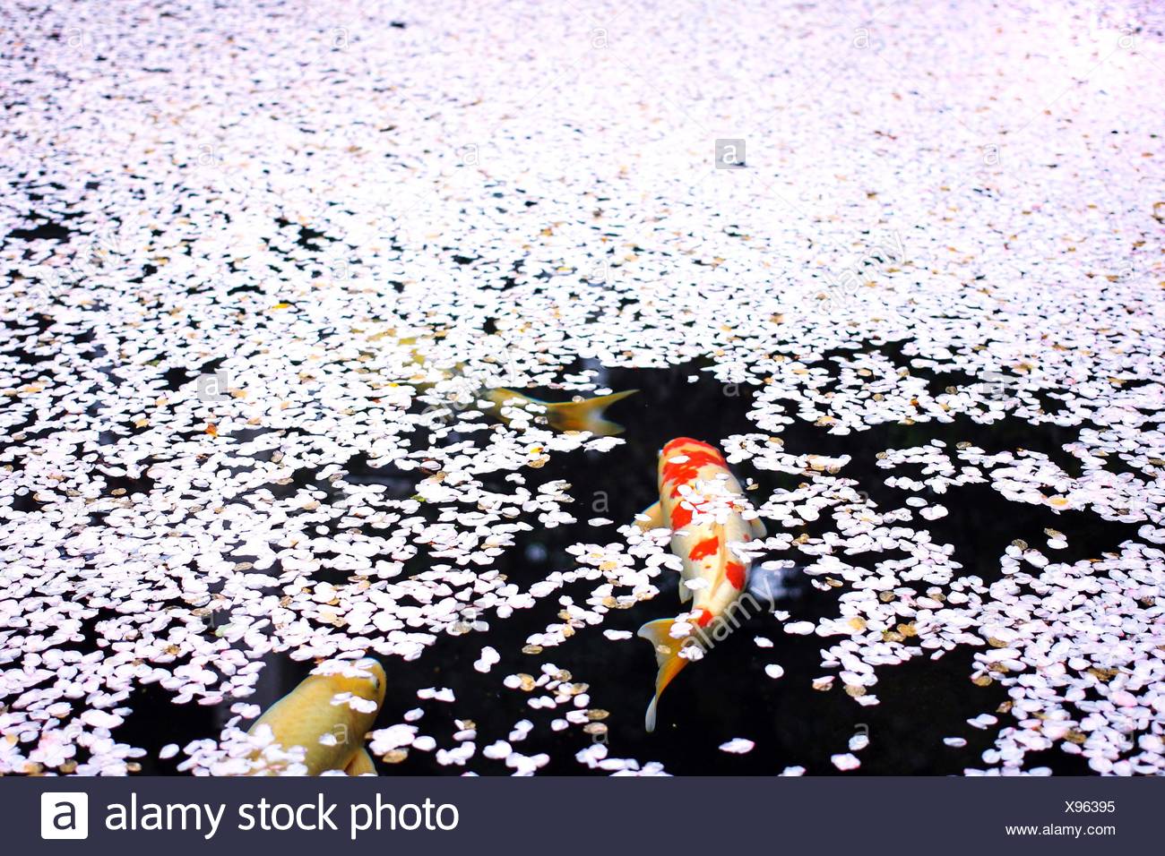High Angle View Of Koi Fish In Pond Stock Photo