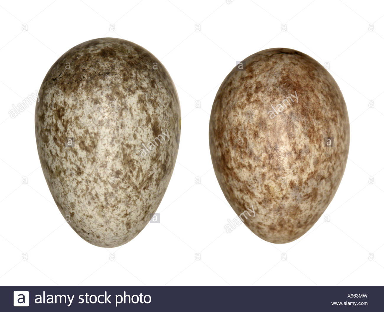 Meadow Pipit Eggs High Resolution Stock Photography And Images Alamy meadow-pipit-eggs-high-resolution-stock-photography-and-images-alamy