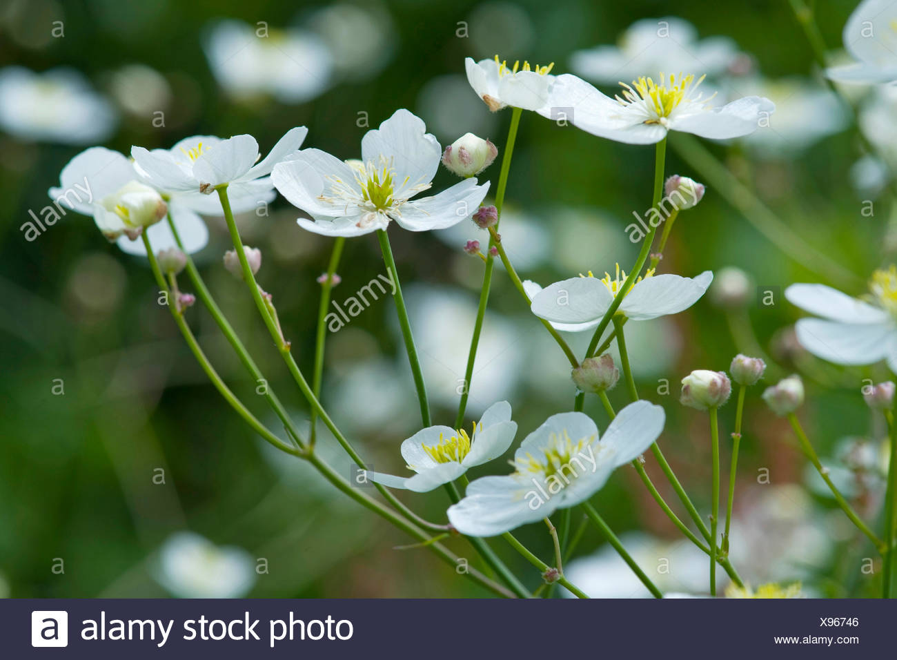 White White