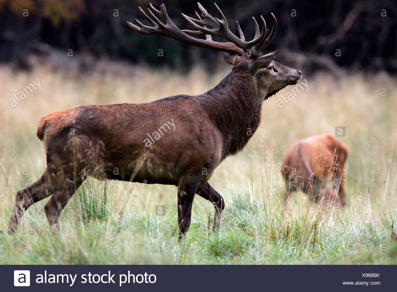 Red stag during the rut with grazing hind - red deer in heat - male and female (Cervus elaphus) Stock Photo