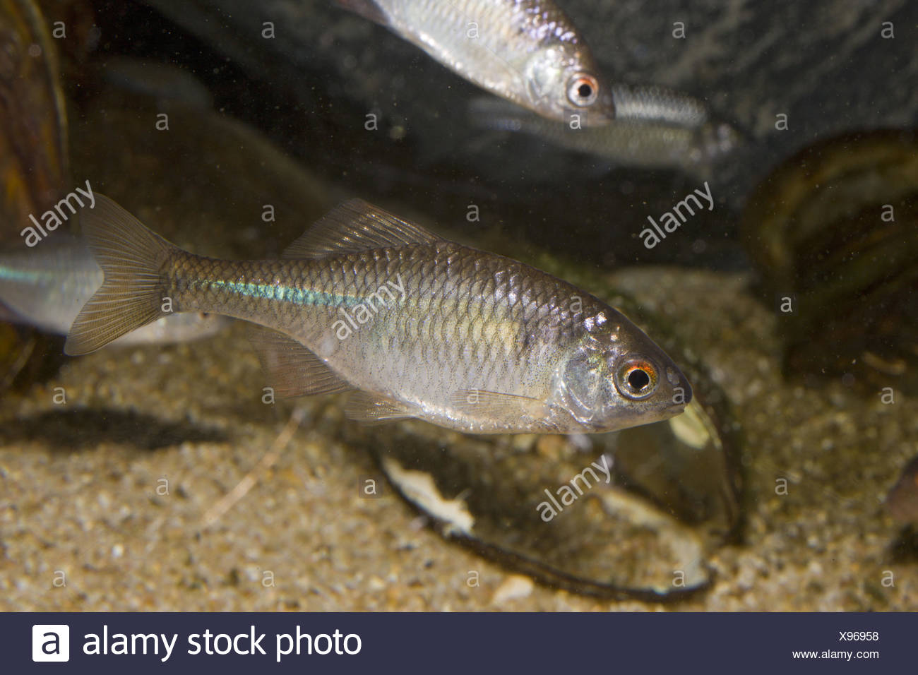 Bitterlinge Stock Photos Bitterlinge Stock Images Alamy