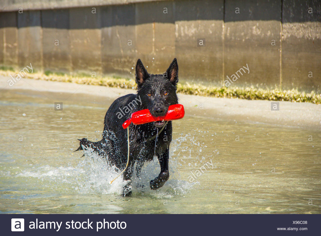 Black German Shepherd Dog Running In Ocean With Toy Treasure