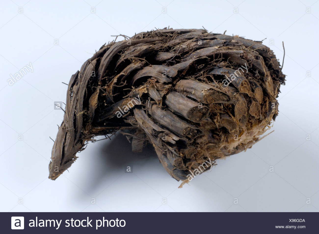Fern Root Stock Photos & Fern Root Stock Images Alamy