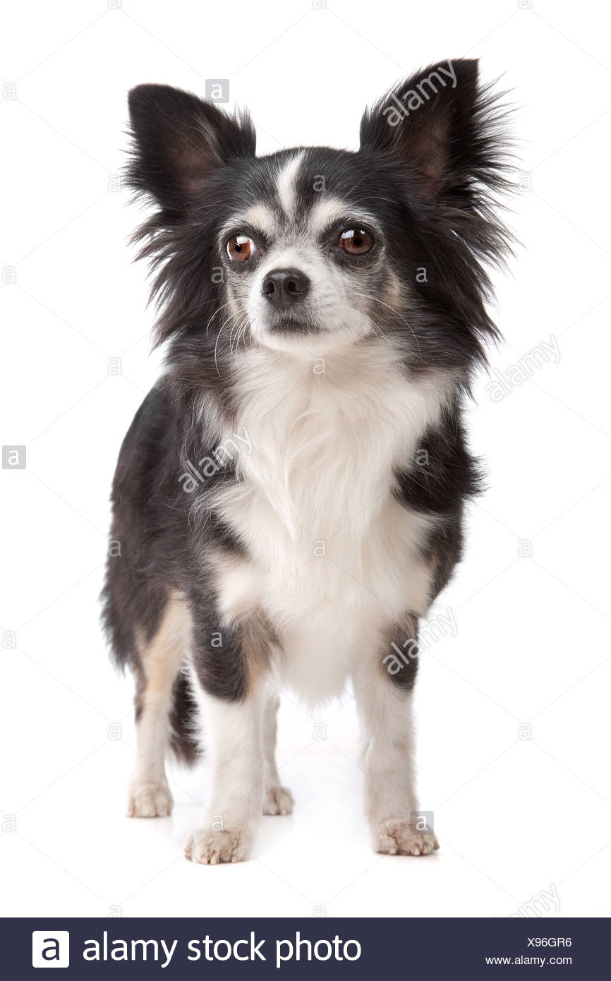 Long Haired Chihuahua In Front Of A White Background Stock Photo