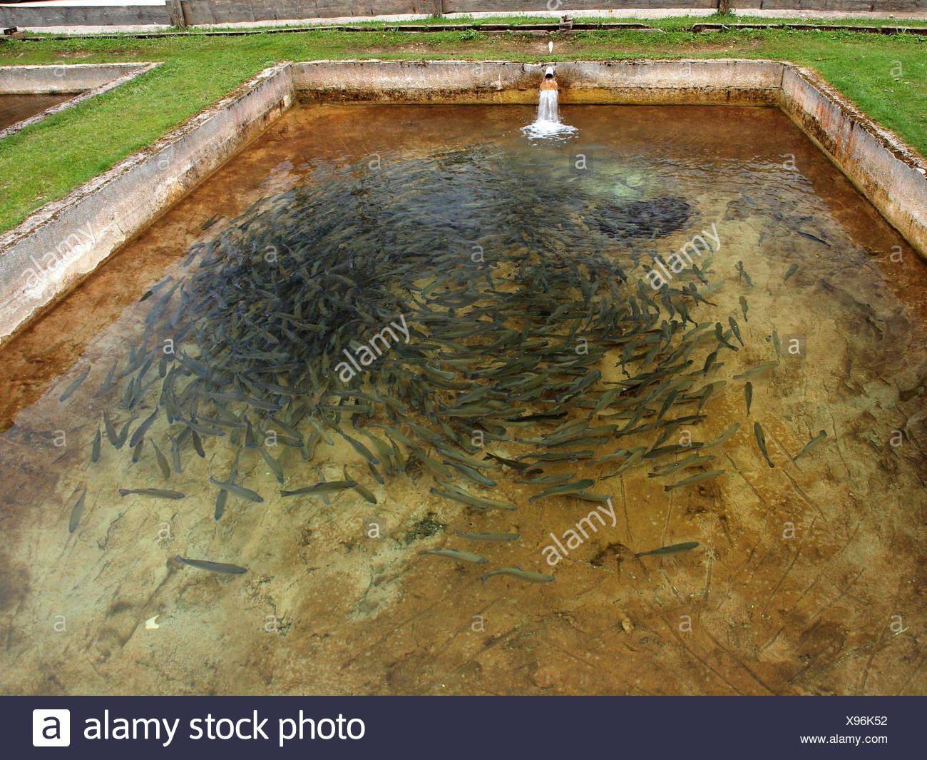 Fish Farm Tanks High Resolution Stock Photography and Images Alamy