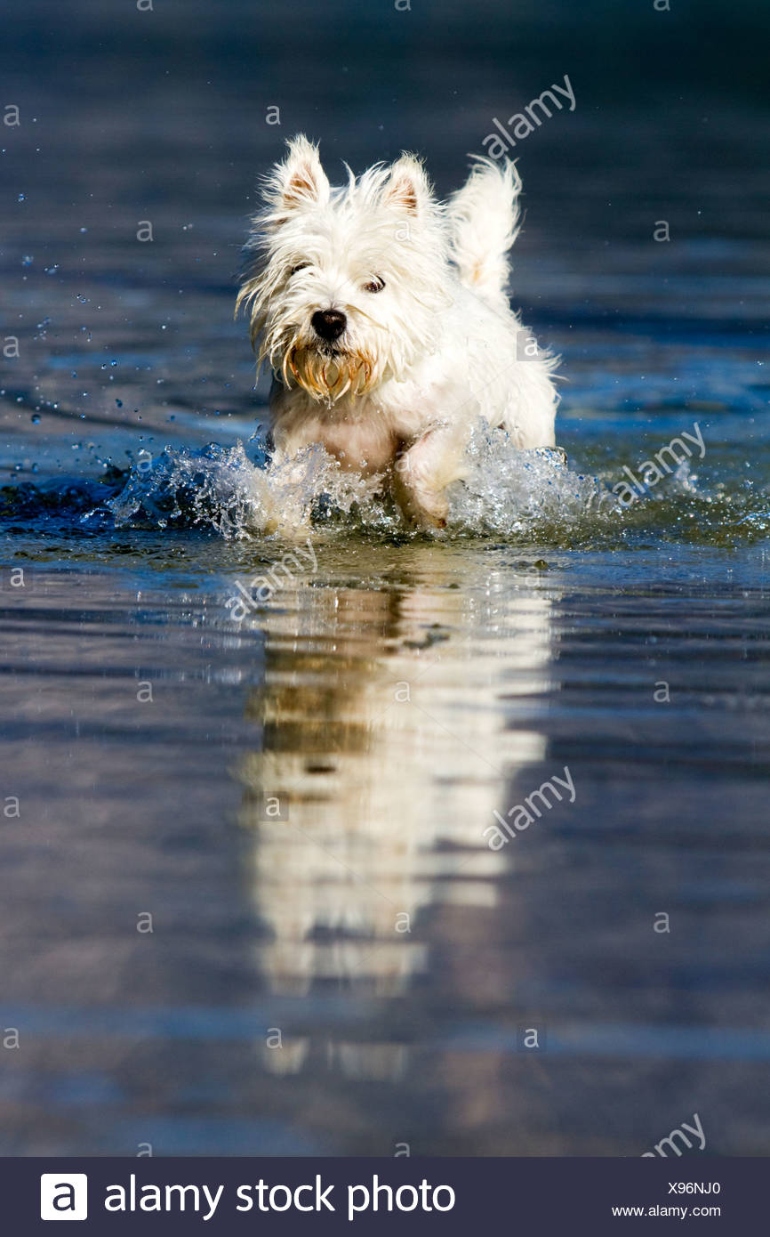 https://c8.alamy.com/comp/X96NJ0/west-highland-terrier-walking-in-the-water-north-tyrol-austria-europe-X96NJ0.jpg