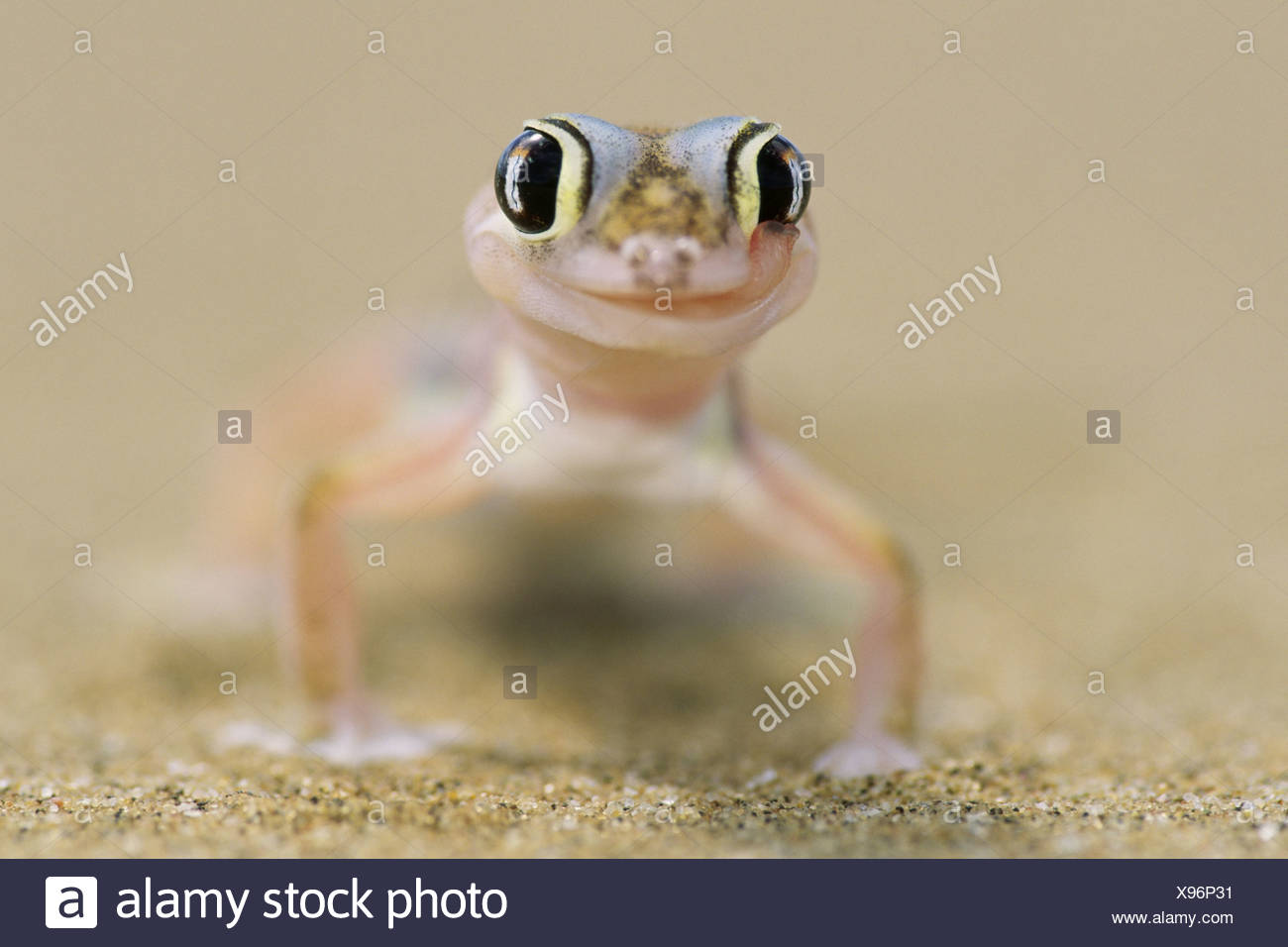 Pachydactylus rangei Palmatogecko rangei portrait blur animal-portrait Africa Namibia Swakopmund nature Wildlife animal wild Stock Photo