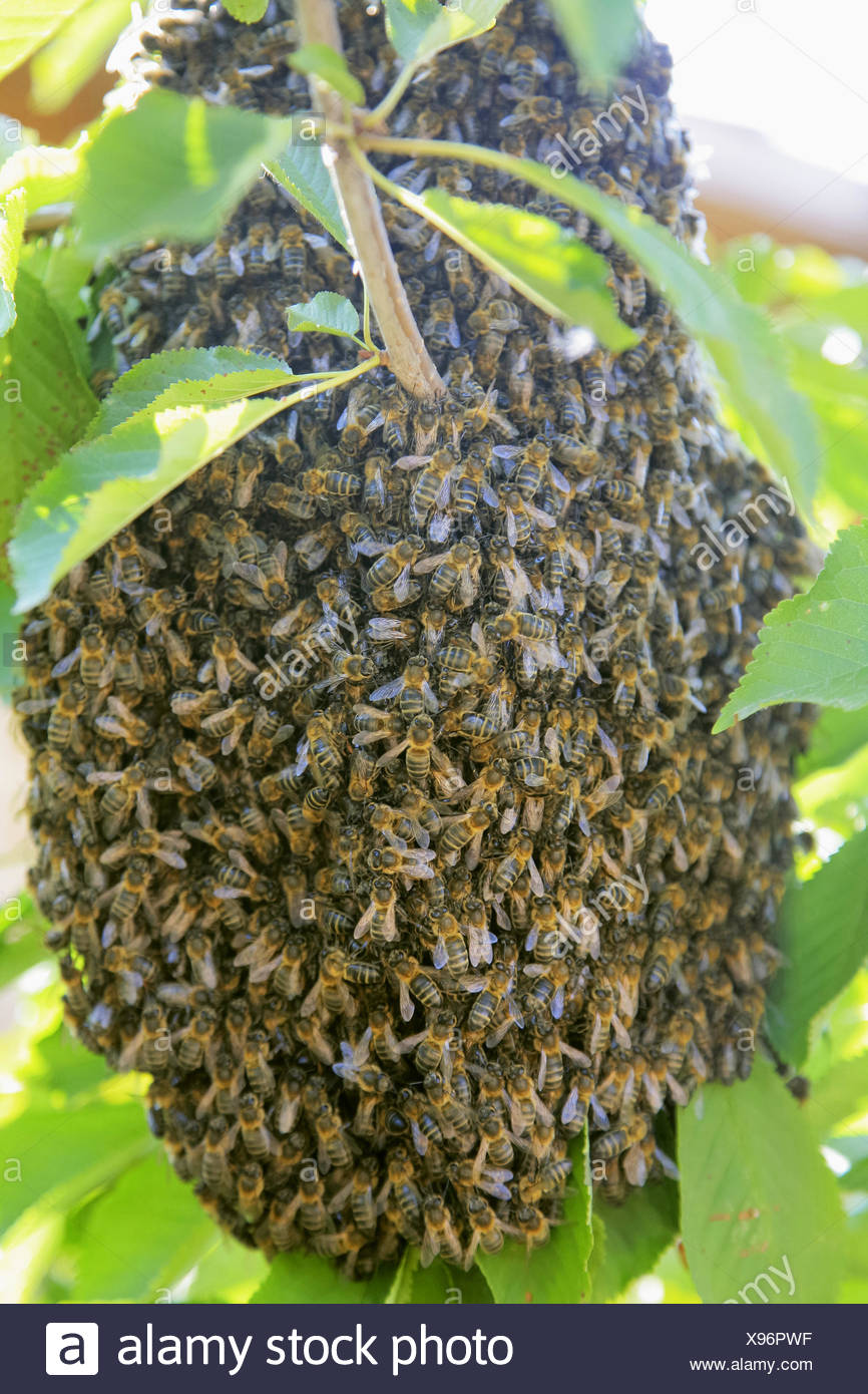 Wild Bee Hive High Resolution Stock Photography and Images - Alamy