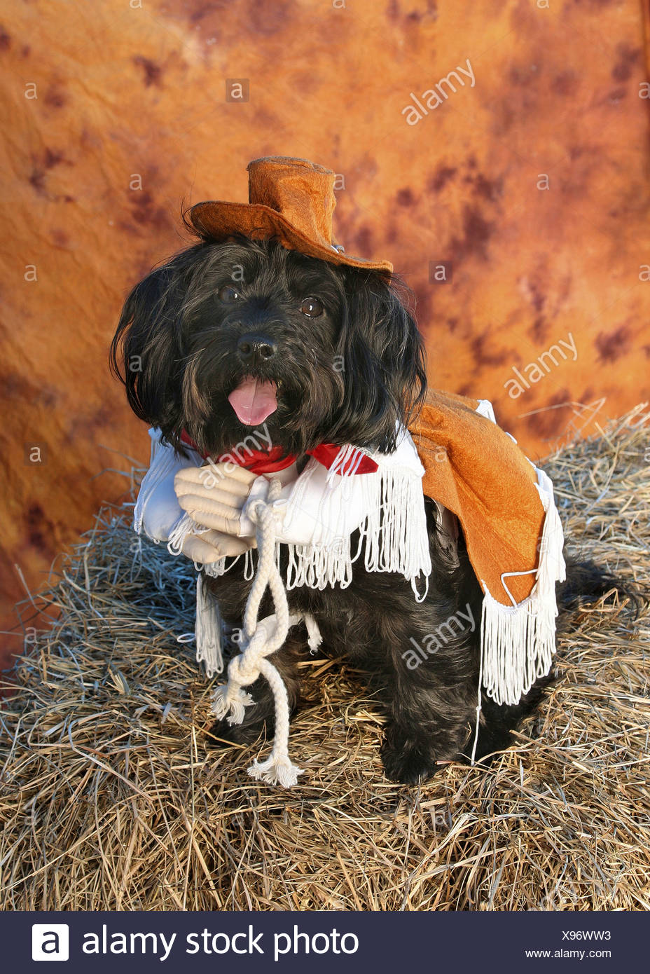 large dog cowboy costume