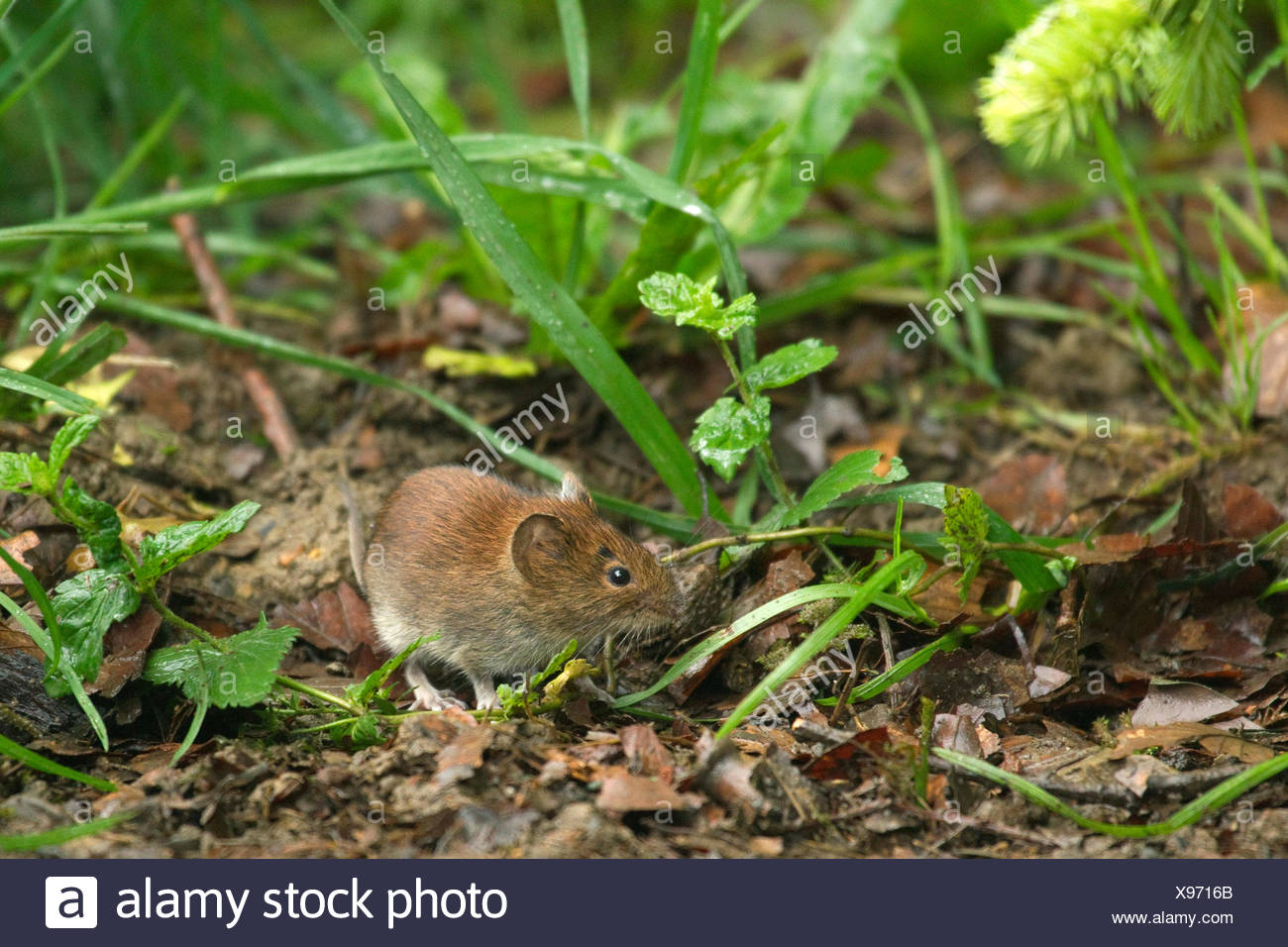Rhine Westphalia North Rhine Westphalian Nrw Bank Vole Stock