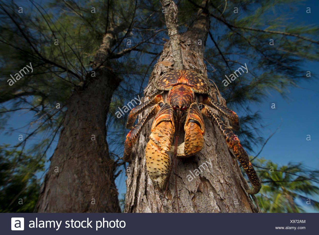 Coconut Crab Stock Photos & Coconut Crab Stock Images Alamy