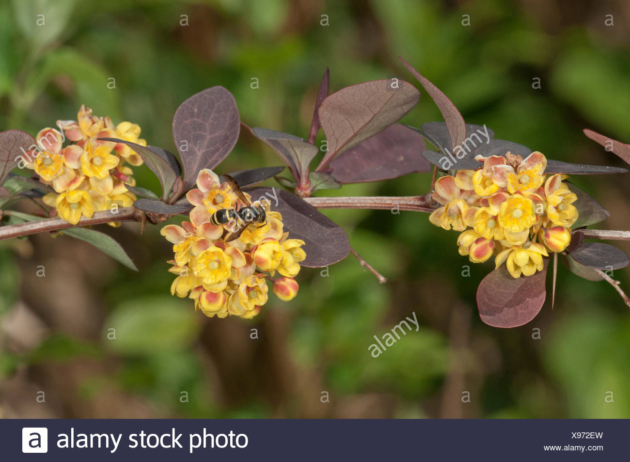 Berberis Thunbergii Stock Photos Berberis Thunbergii Stock