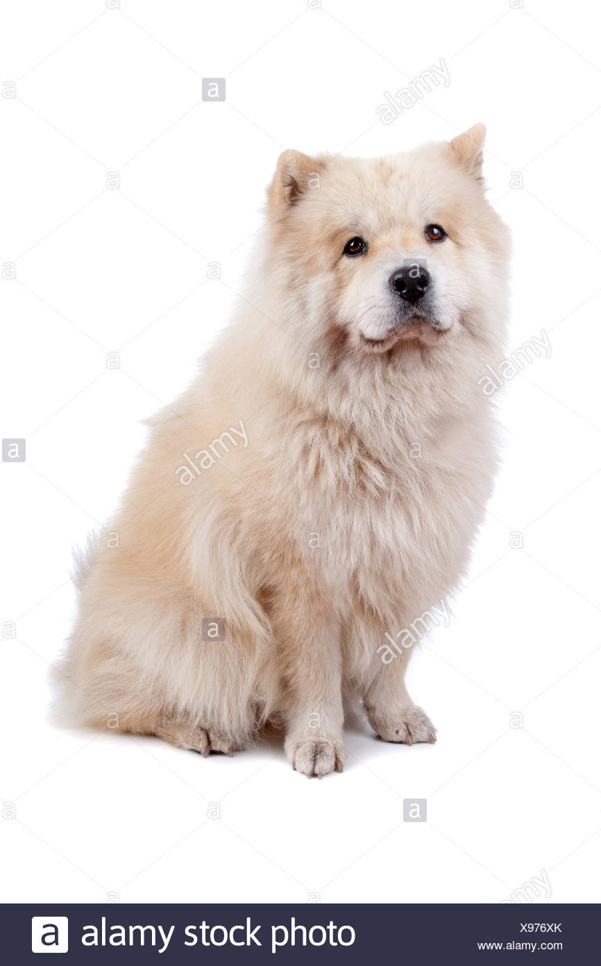 chow chow and samoyed