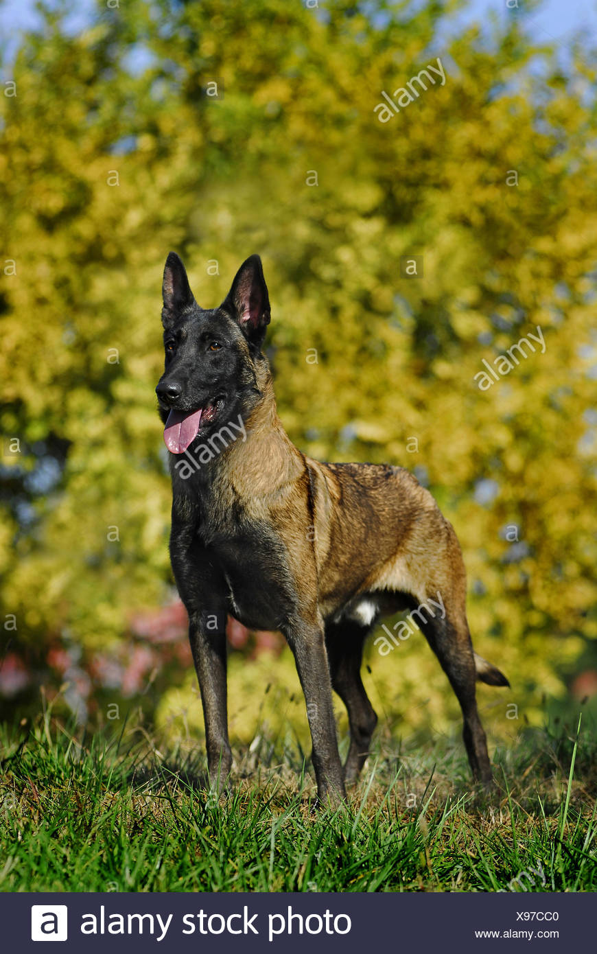 Belgian Malinois Stock Photo Alamy