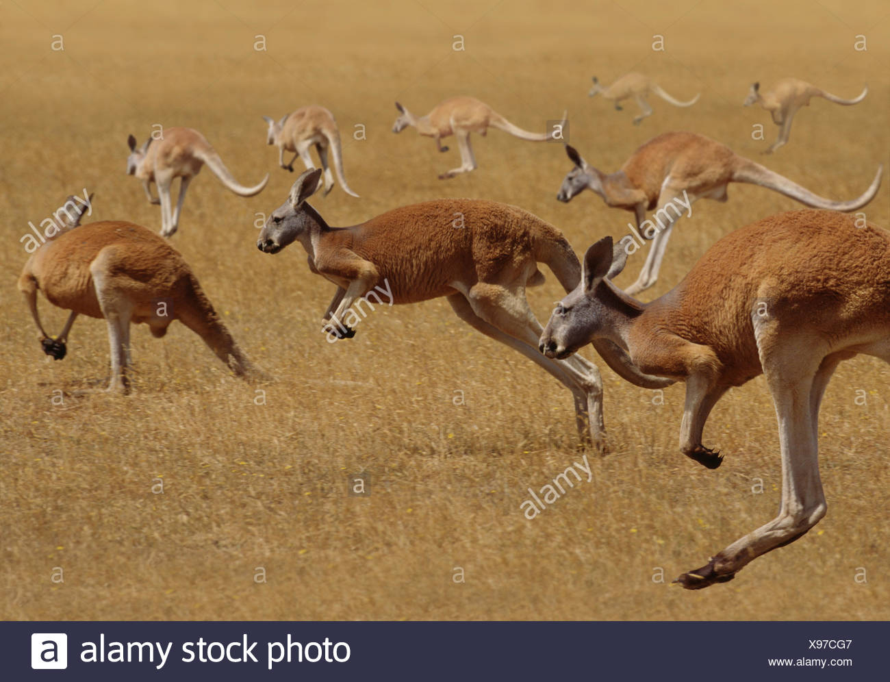 Red Kangaroos Jumping High Resolution Stock Photography and Images Alamy