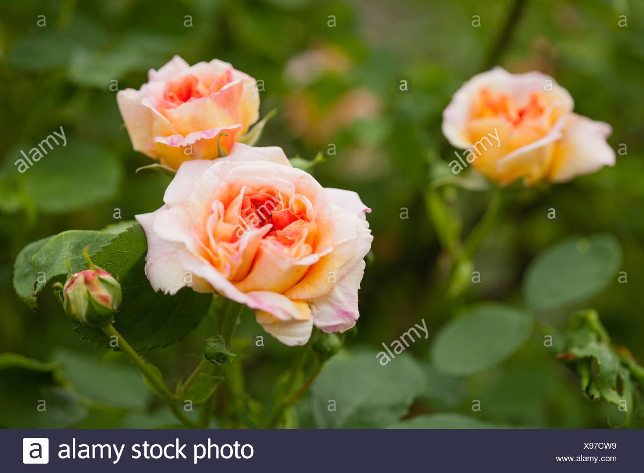 Garten Rose Stock Photos Garten Rose Stock Images Alamy