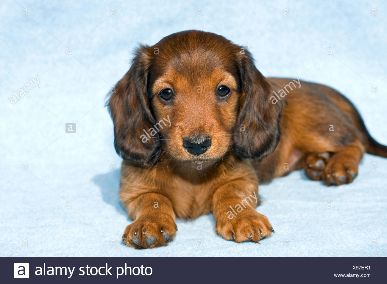 puppy dachshund long hair