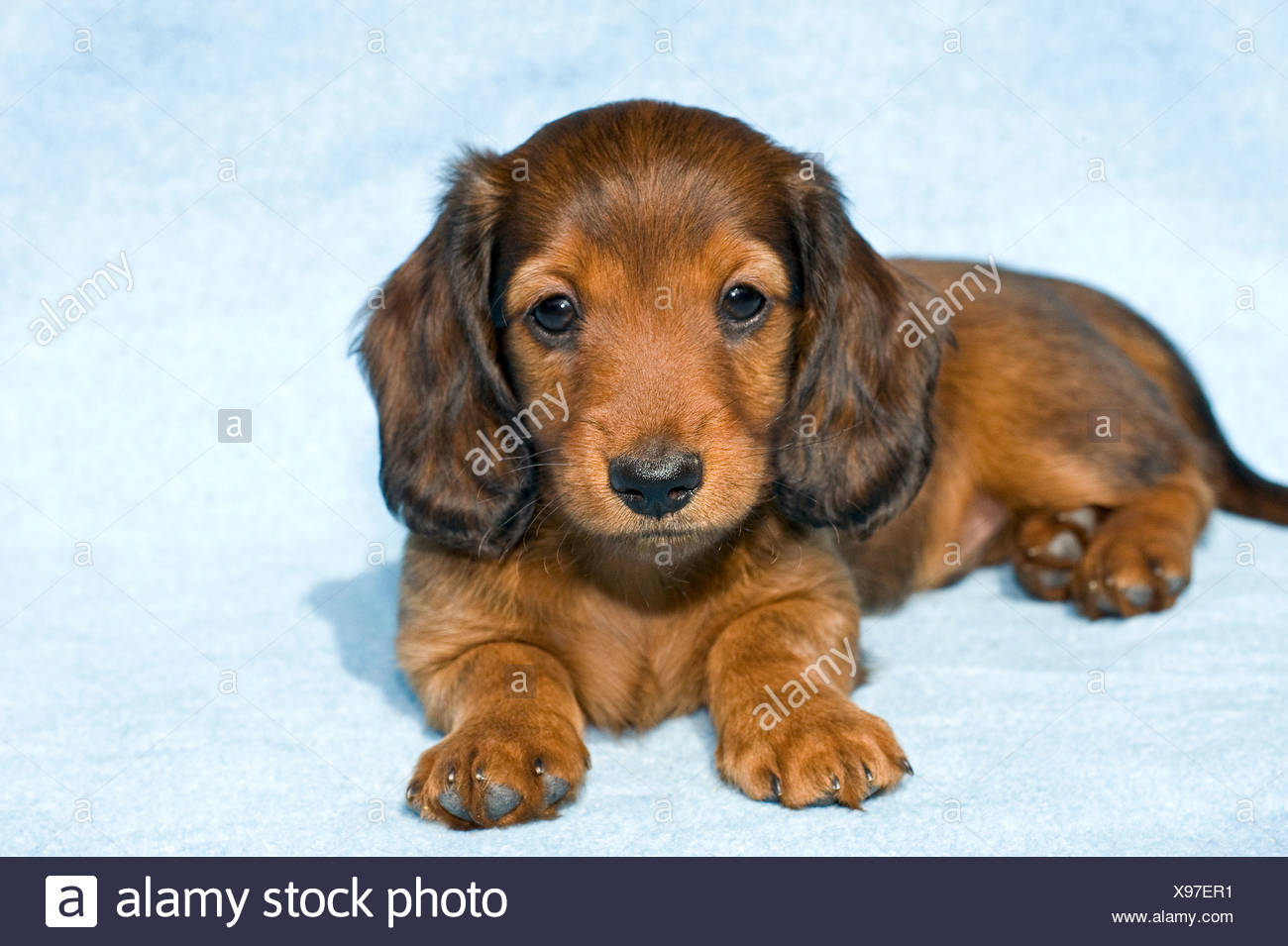 long hair puppy