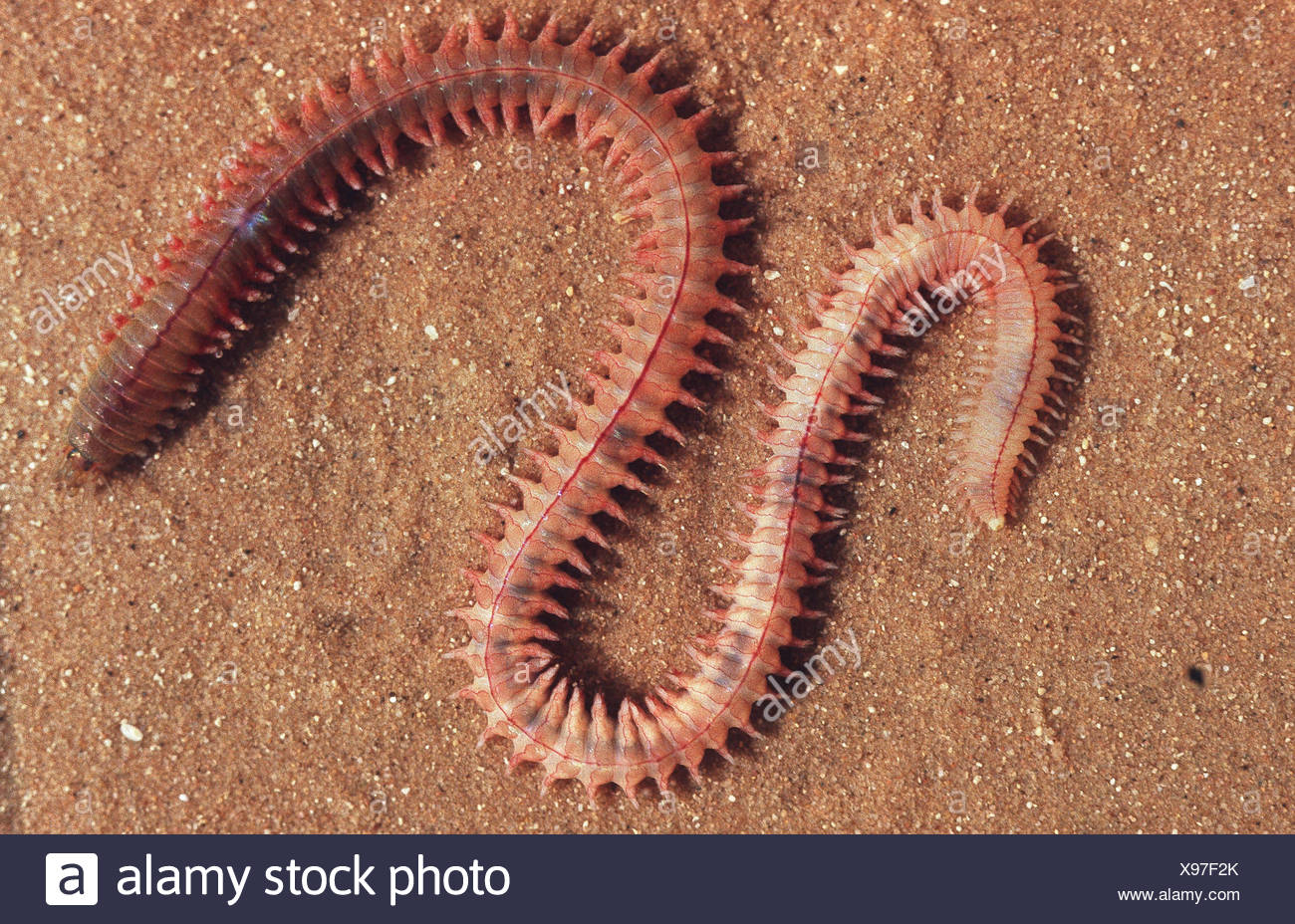 Clam Worm Stock Photos & Clam Worm Stock Images Alamy