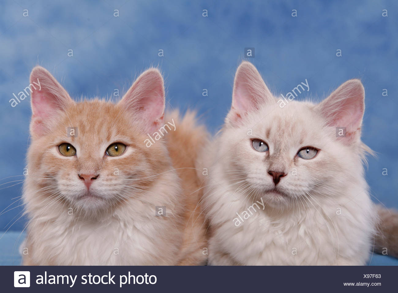 Blue Mackerel Tabby High Resolution Stock Photography and Images Alamy