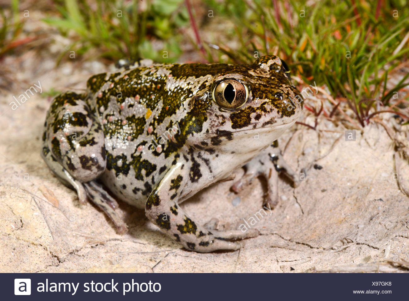 Eastern European spadefoot, Syrian spadefoot (Pelobates syriacus), Syrian spadefoot, full-length portrait, Romania, Dobrudscha, Donaudelta, Donau-Delta, Vadu Stock Photo