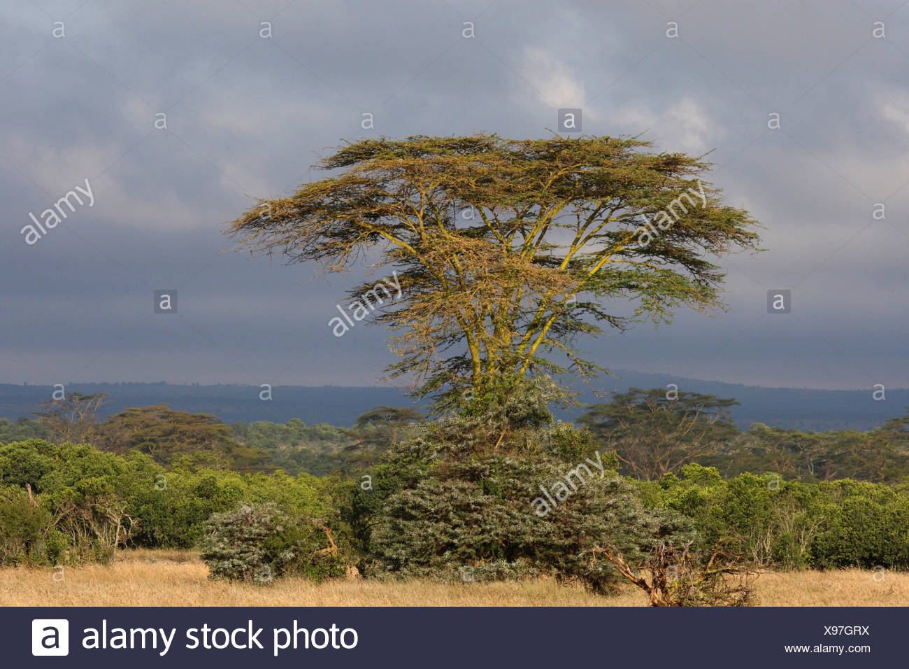 Umbrella Tree And Landscape Kenya High Resolution Stock Photography and