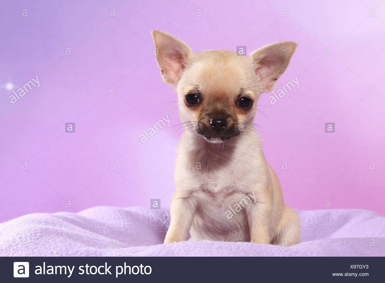 Sitting Shorthaired Chihuahua Puppy Stock Photo 281064759 Alamy