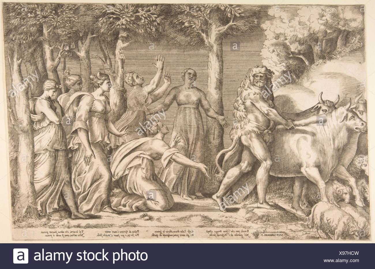 Hercules Cattle High Resolution Stock Photography and Images Alamy