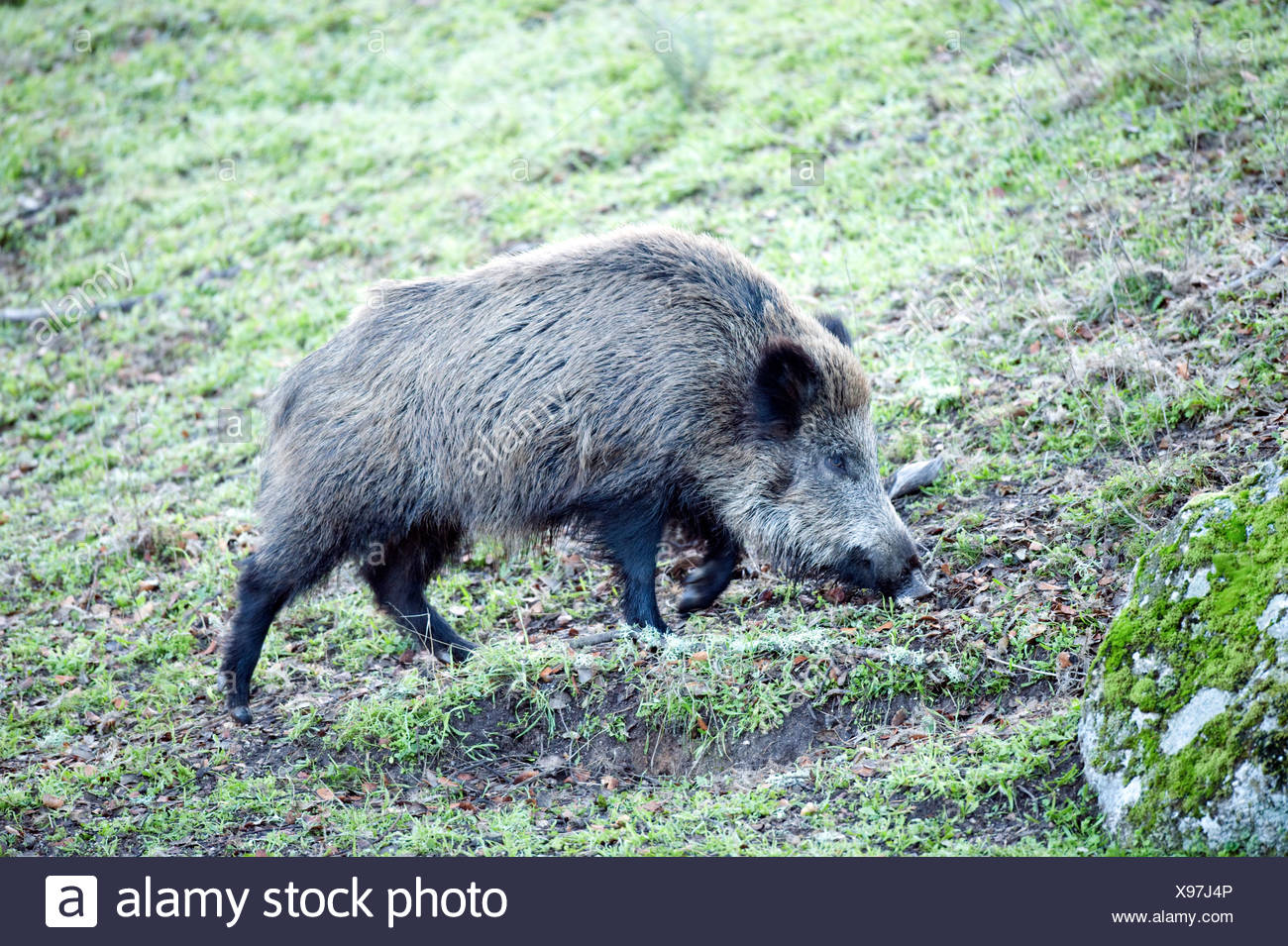 Wild Boar Spain Stock Photos & Wild Boar Spain Stock Images Alamy